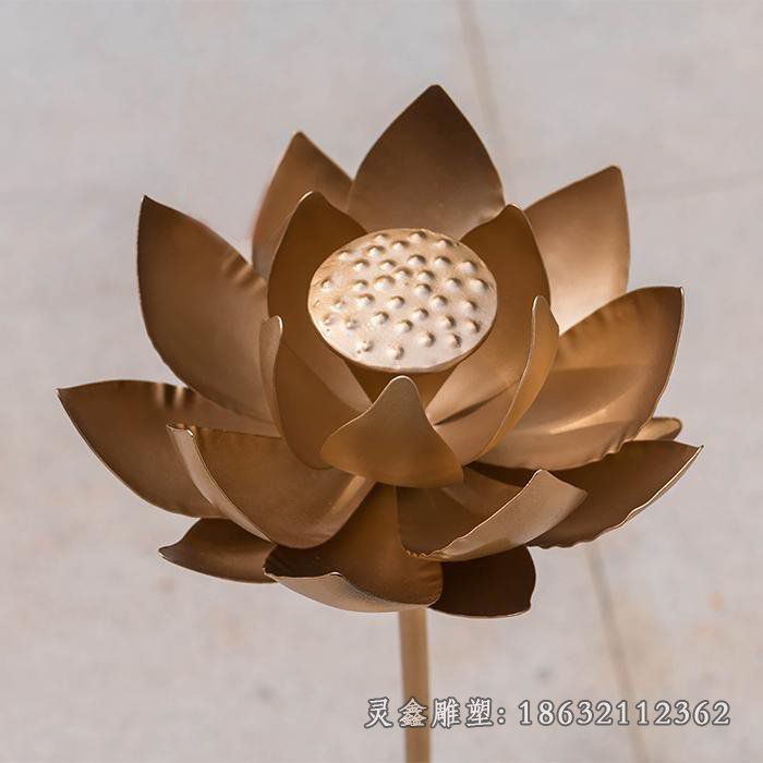 荷花直径20cm_5